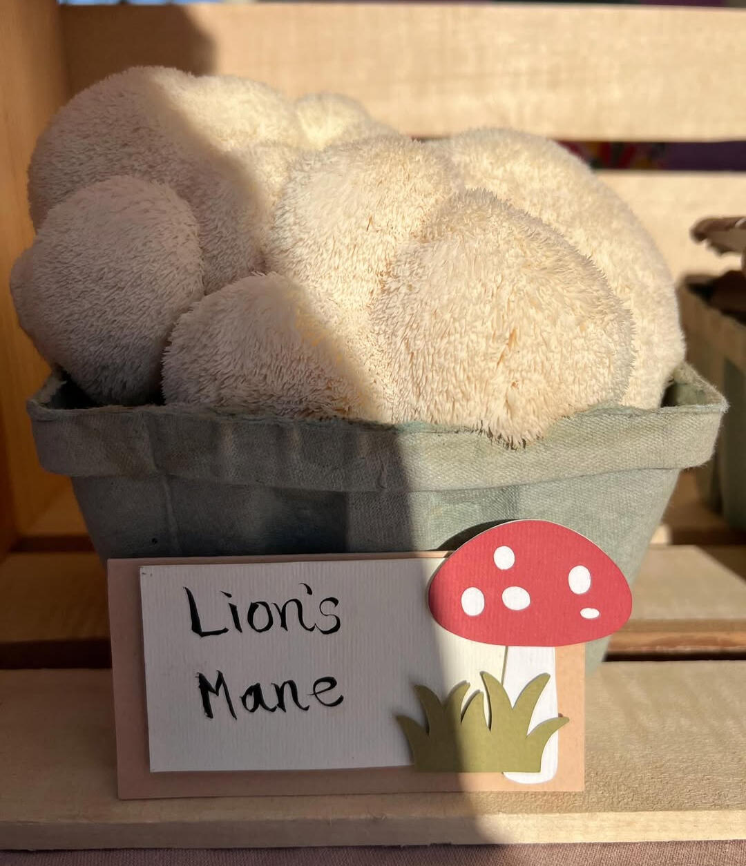 Madcap Mushrooms: A ‘micro myco’ farm for change